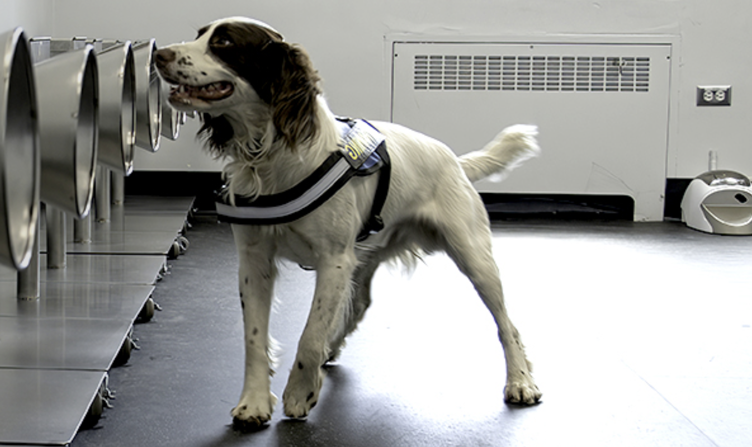 Canine Scent Detection